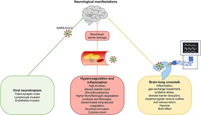 Frontiers | Neurological Manifestations Of Severe SARS-CoV-2 Infection ...